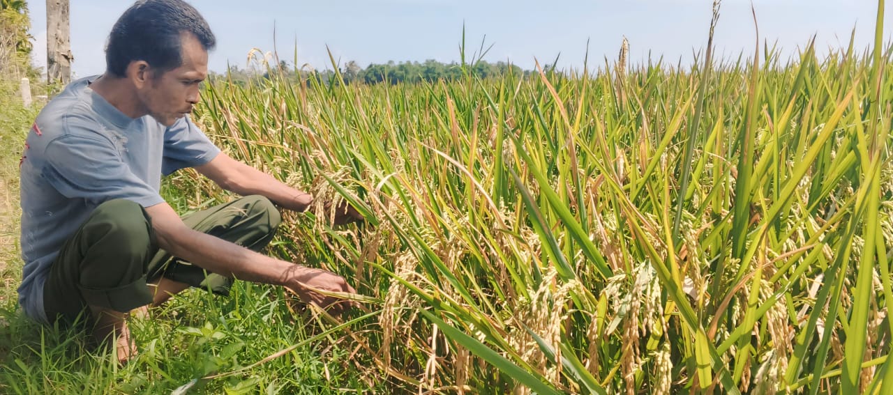 Bulog Divre Sigli Tampung Gabah Petani Pidie 6500 Rupiah Per Kilogram