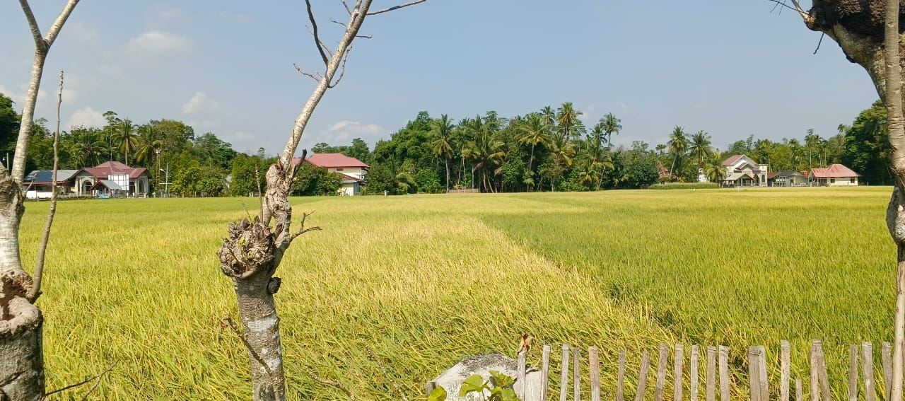 Gabah Petani Di Pidie Dihargai Dibawah HPP