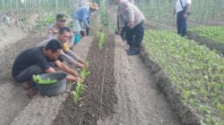 Personel Polsek Serbalawan saat menyaksikan tanaman sayuran hasil kerjasama dengan kelompok tani setempat dalam kegiatan Program Pekarangan Pangan Bergizi, Rabu (12/2).(Waspada/ist).