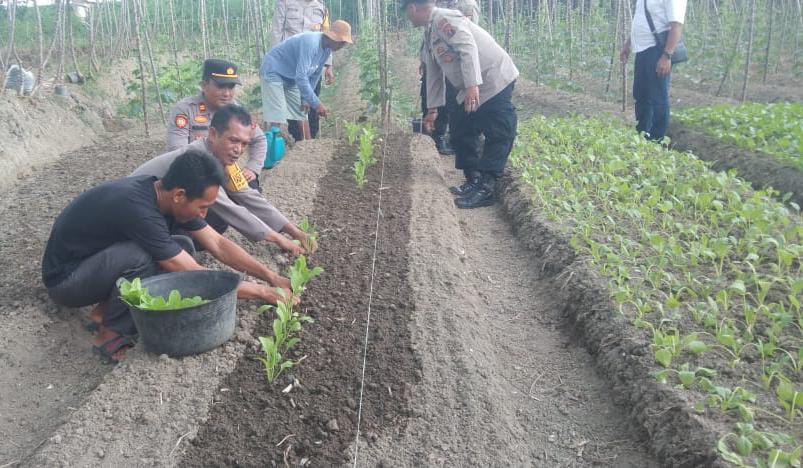 Personel Polsek Serbalawan saat menyaksikan tanaman sayuran hasil kerjasama dengan kelompok tani setempat dalam kegiatan Program Pekarangan Pangan Bergizi, Rabu (12/2).(Waspada/ist).