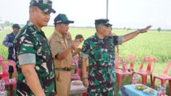 Inspektur Kodam Iskandar Muda Brigjen TNI Yudi Yulistyanto, M.A di dampingi Dandim 0117/Aceh Tamiang, Letkol Inf Andi Ariyanto,saat ,meninjau lokasi optimalisasi lahan dan serapan gabah di Kampung Cinta Raja, Kecamatan Bendahara,Selasa (18/2). (Waspada/Yusri).