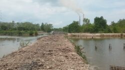 Nelayan Tradisional Di Pangkalansusu Terancam