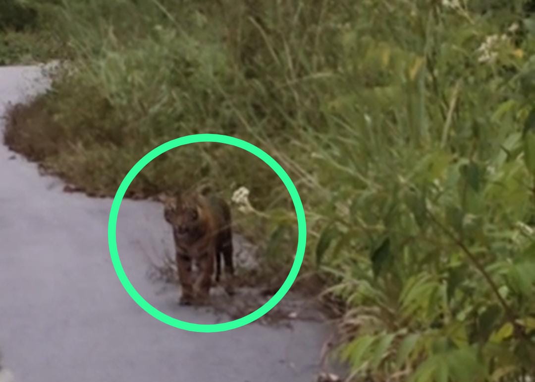 Harimau sumatera terekam melintas di Jalan Lintas Provisni yang menghubungkan Lokop, Aceh Timur – Pining, Gayo Lues, baru-baru ini. Waspada/Ist.