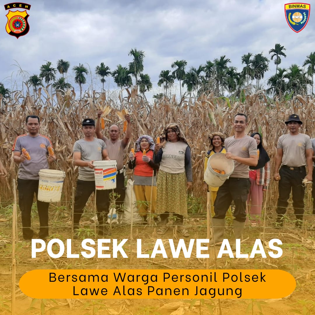 Polsek Lawe Alas Polres Agara Bersama Warga Desa Darul Amin Panen Jagung