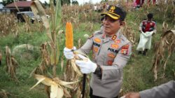 Kapolres Agara, AKBP R Doni Sumarsono mereka saat memanen jagung. Waspada/Seh Muhammad Amin