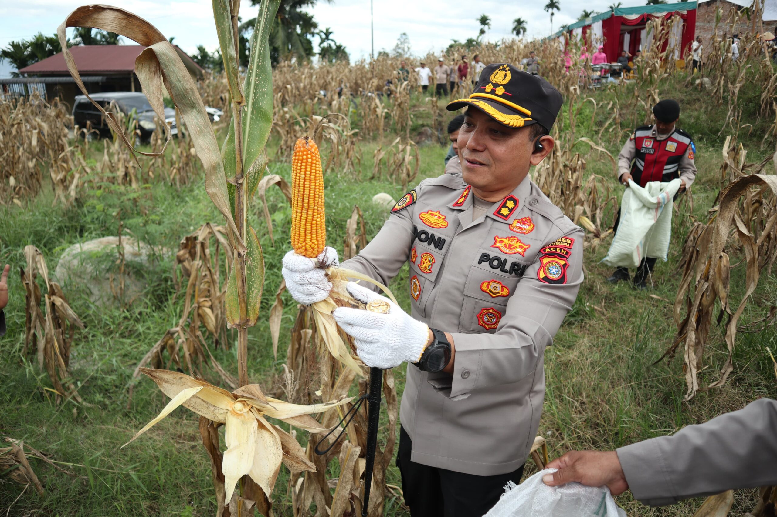 Kapolres Agara, AKBP R Doni Sumarsono mereka saat memanen jagung. Waspada/Seh Muhammad Amin