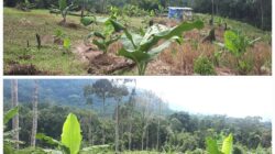 LAHAN Sikirang, Dusun Onggol, Kec. Tarabintang, Kab. Humbahas sudah ditanami pisang untuk mendukung program ketahanan pangan. Waspada/Ist