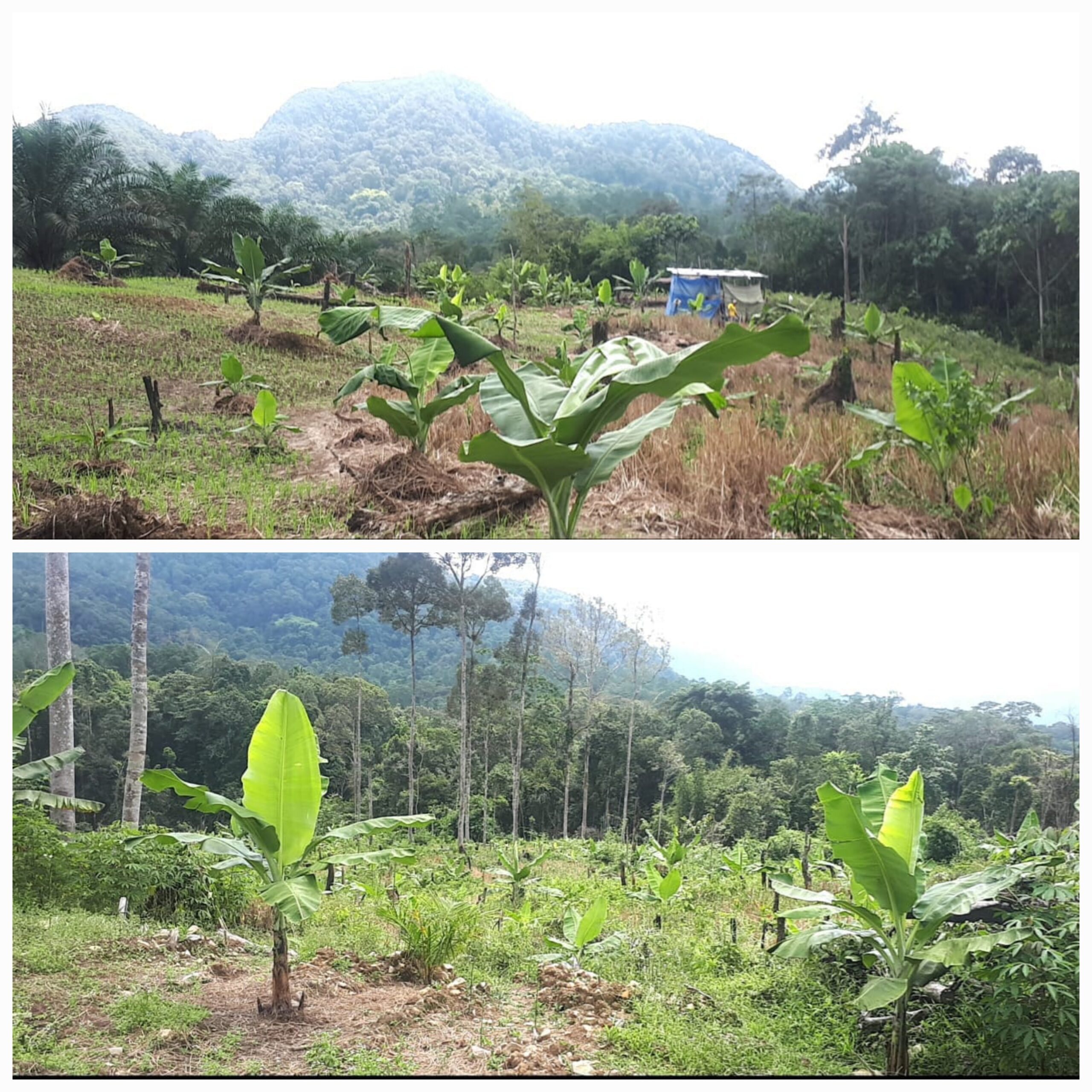 LAHAN Sikirang, Dusun Onggol, Kec. Tarabintang, Kab. Humbahas sudah ditanami pisang untuk mendukung program ketahanan pangan. Waspada/Ist