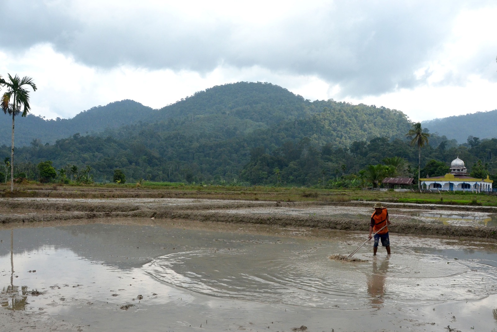 Aceh Timur Runner Up Kehilangan Tutupan Hutan Di Aceh