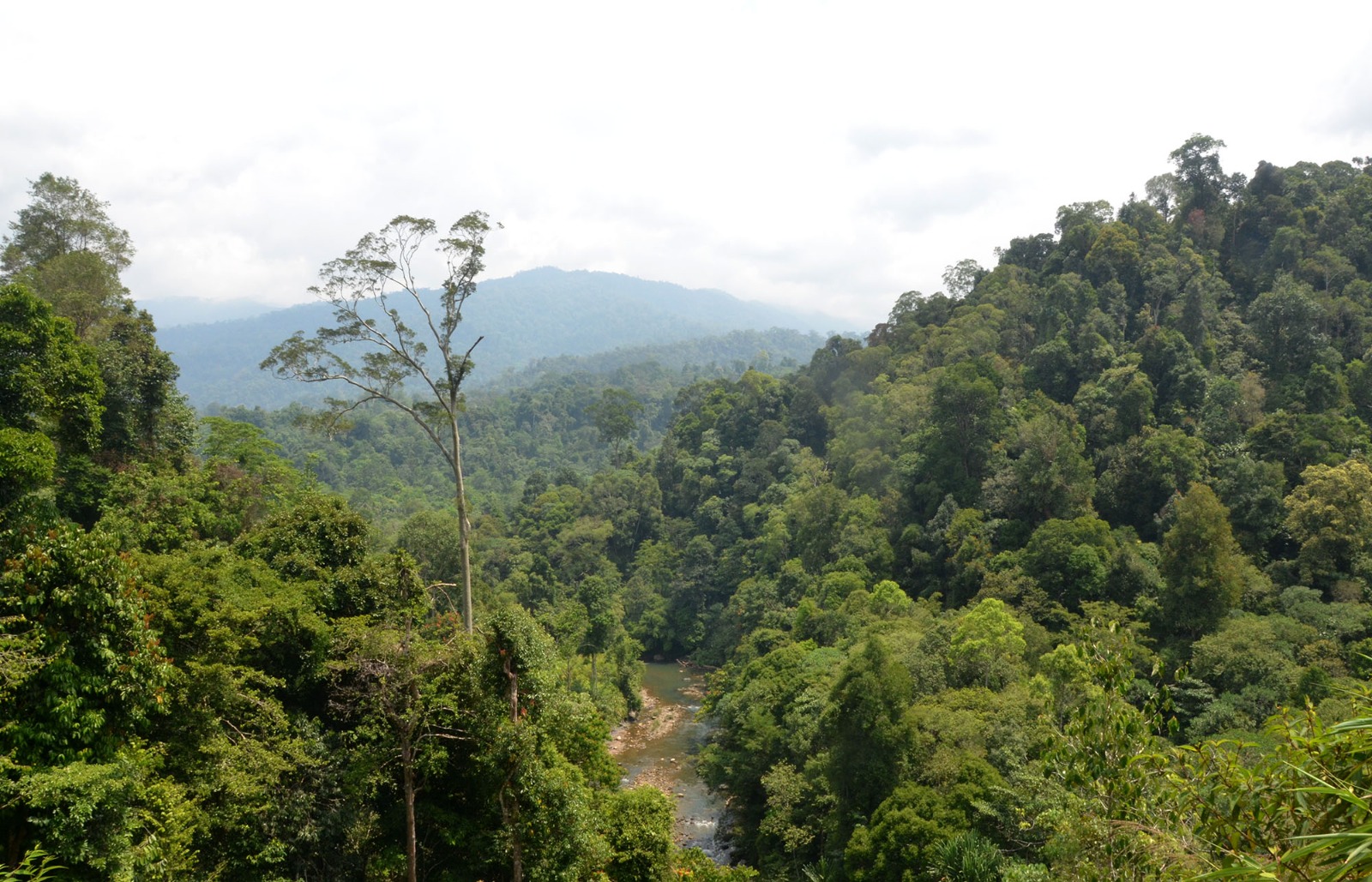 Aceh Timur Runner Up Kehilangan Tutupan Hutan Di Aceh