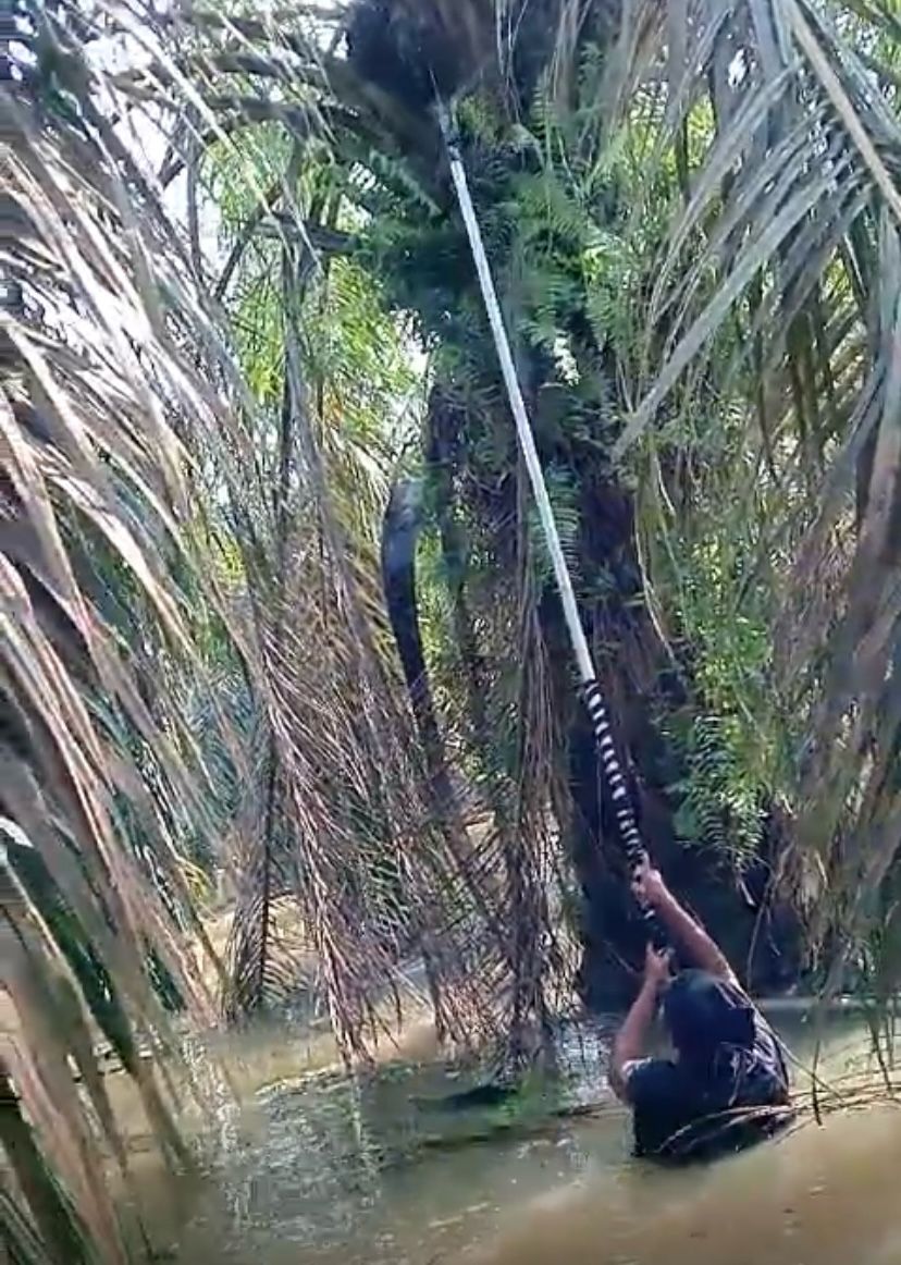 Petani kelapa sawit di Dusun Lubuk Panjang, Desa Sisumut, Kec. Kotapinang, Kab. Labusel, terpaksa memanen hasil kebun dalam genangan banjir. Waspada/Deni Daulay