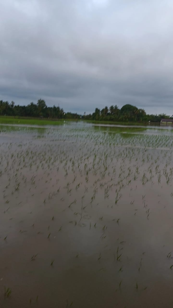 Banjir Nagan Raya, Ratusan Bibit Padi Rusak