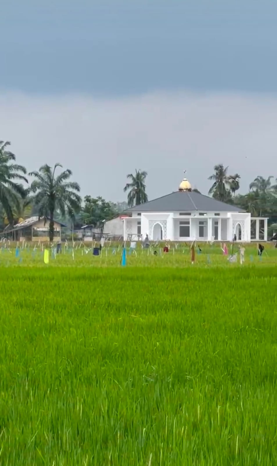 Viral, Masjid Megah Di Tengah Hamparan Padi Di Desa Merbau Dua, Aceh Timur