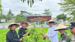 STAFSUS Kementerian Imipas Ir. Abdullah Rasyid, M.E saat kunker ke Lapas Kelas IIA Labuhanruku, sekaligus melakukan panen raya bersama.Waspada/Ist