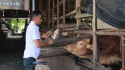 Kabid Peternakan Dinas Pertanian Aceh Besar, Uzir, SPt, MSi, mengecek kesehatan sapi saat peninjauan di salah satu lokasi penggemukan sapi, Gampong Lampaseh Krueng, Kecamatan Montasik, Kabupaten Aceh Besar, Rabu (12/3). (Waspada/Ist)