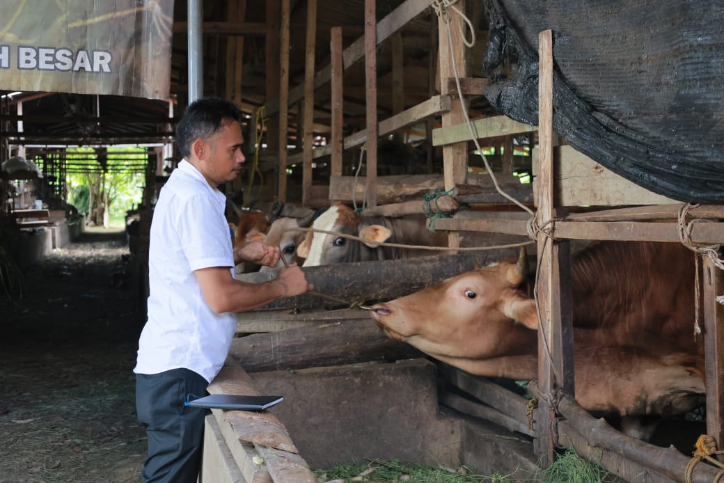 Kabid Peternakan Dinas Pertanian Aceh Besar, Uzir, SPt, MSi, mengecek kesehatan sapi saat peninjauan di salah satu lokasi penggemukan sapi, Gampong Lampaseh Krueng, Kecamatan Montasik, Kabupaten Aceh Besar, Rabu (12/3). (Waspada/Ist)