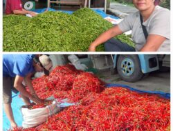 Bulan Puasa, Harga Cabai Merah Dan Rawit Lemah