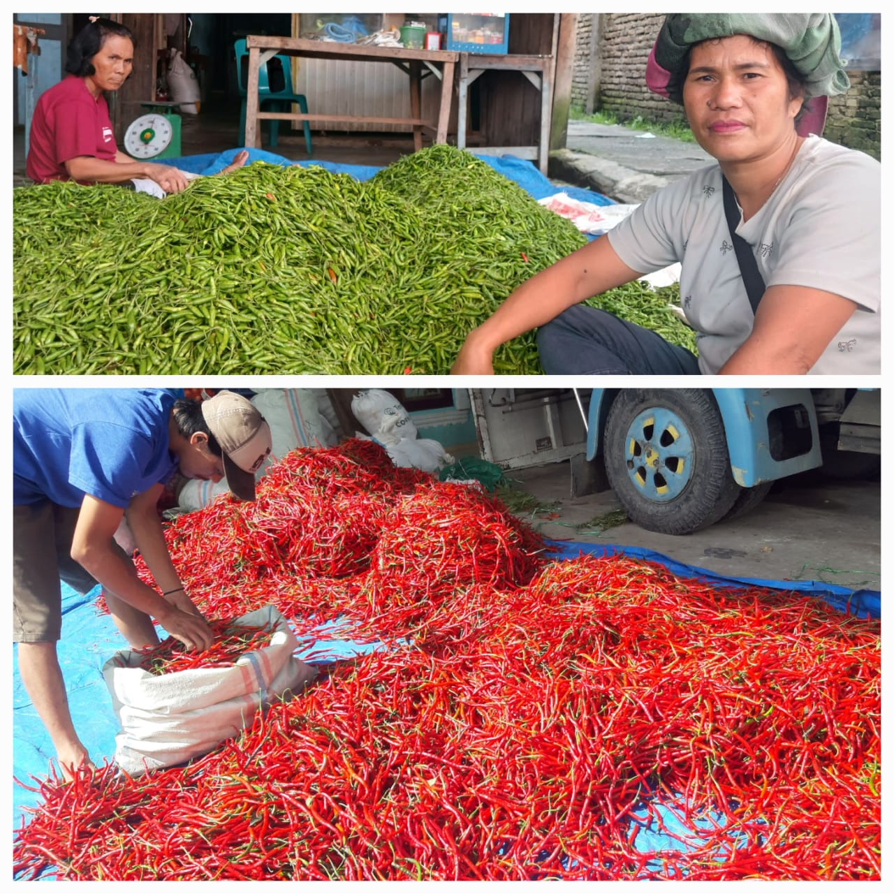 PENGEPUL Cabai merah dan rawit tengah mengumpulkan barang daganganya sebelum dijual ke pasar. Waspada/Andi Siregar