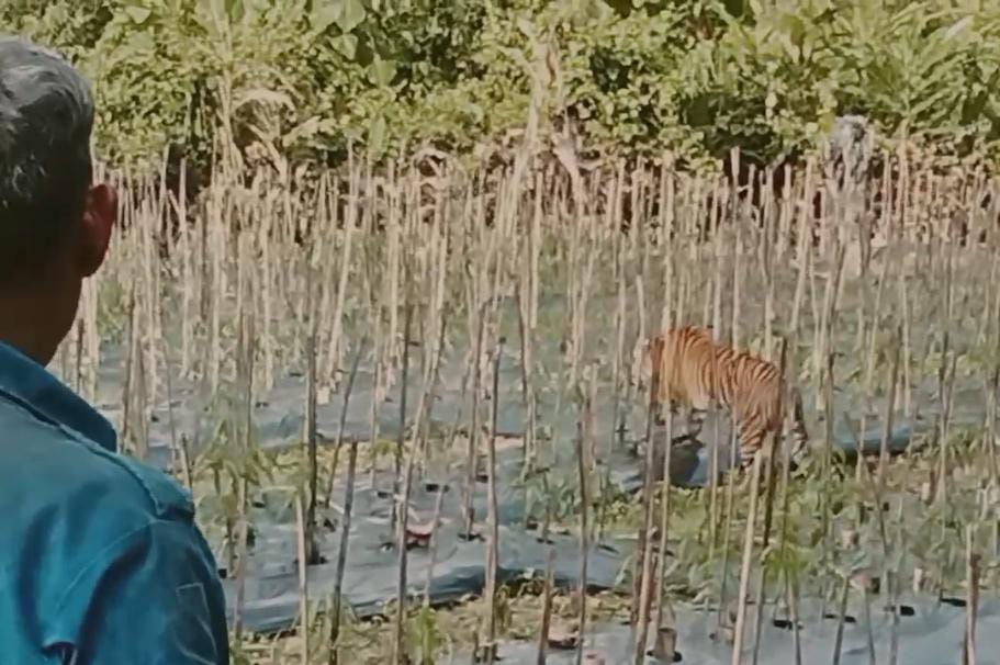 Warga melihat harimau sumatera berkeliaran di ladang cabai warga Desa Ujung Karang, Serbajadi, Aceh Timur, Sabtu (15/3). Waspada/Ist.