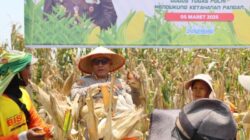 Panen Raya Jagung Tahap I Polrestabes Medan Panen Raya Jagung Tahap I