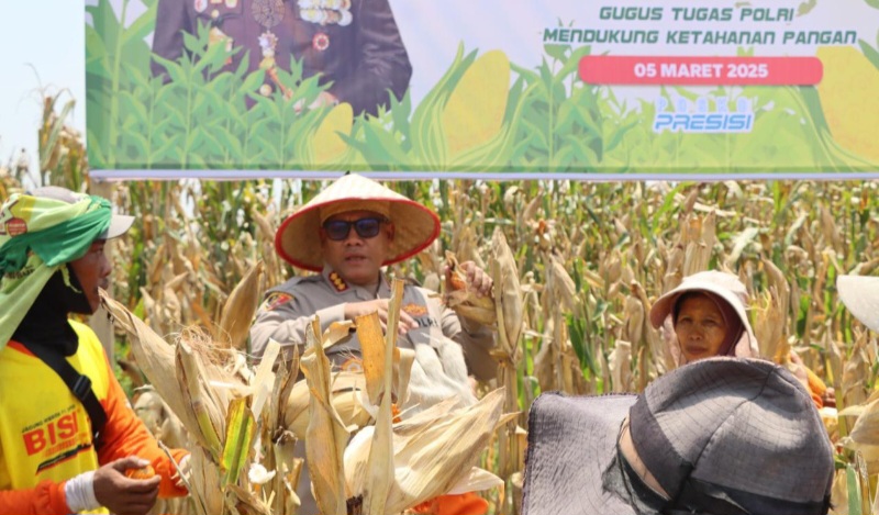 Panen Raya Jagung Tahap I Polrestabes Medan Panen Raya Jagung Tahap I