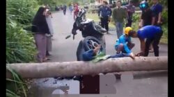 Warga yang tertimpa pohon tumbang di lintasan Batu Ralang, Sabtu (8/3) sore. Waspada/Ist